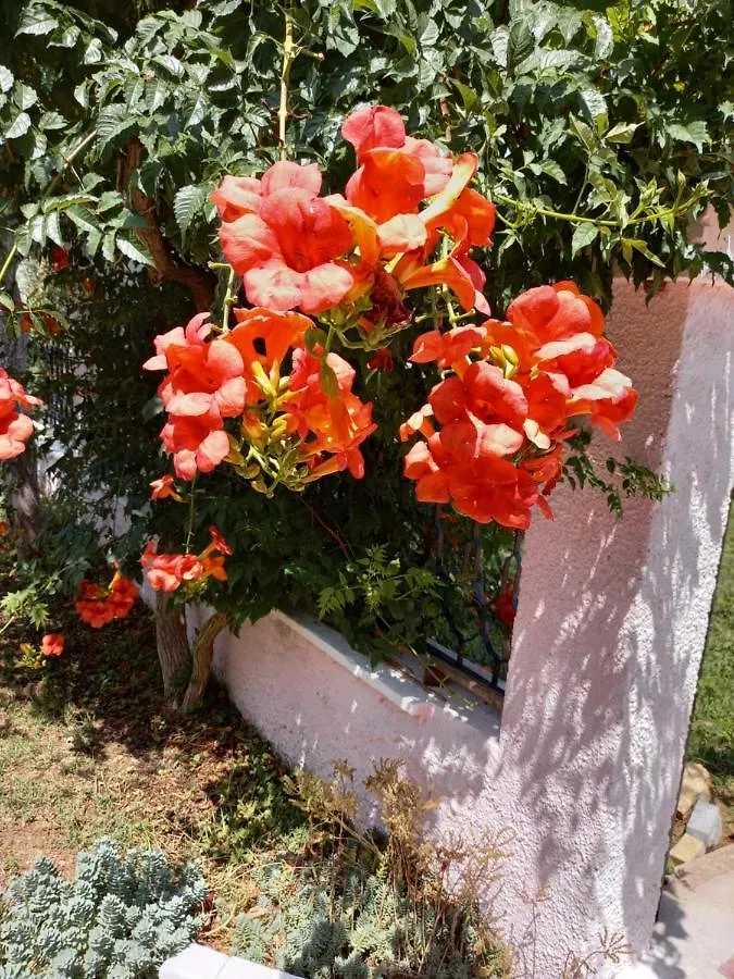 Xxl Ana Biograd Na Moru 1-22 Gosta Villa Polaca Croatia